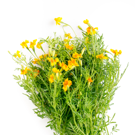 Ringelblumen Samen - Starfire Mix