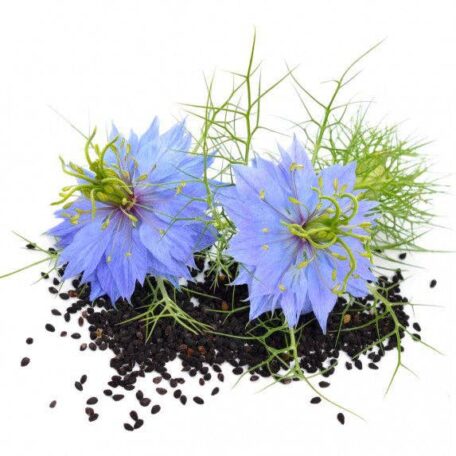 Nigella Samen - Schwarzkümmel