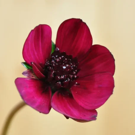 Schokoladenkosmee - Cosmos atrosanguineum