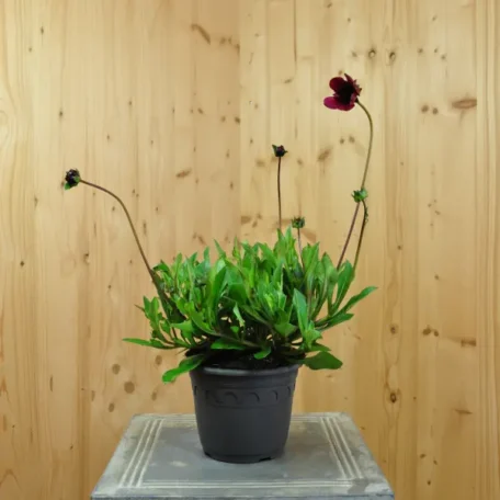Schokoladenkosmee - Cosmos atrosanguineum