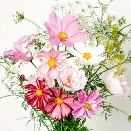 Blumenstrauss zum selber Pflanzen - Cosmos Collection