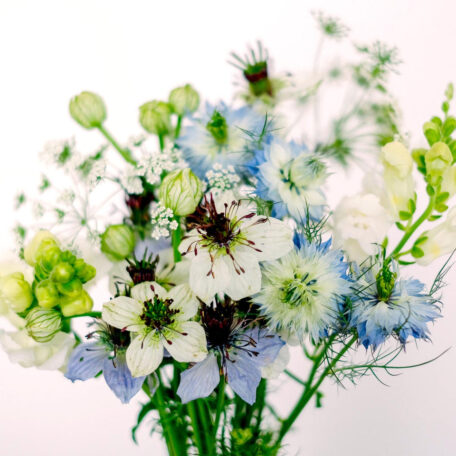 Blumenstrauss zum selber Pflanzen - Wild Bouquets Nigella Collection
