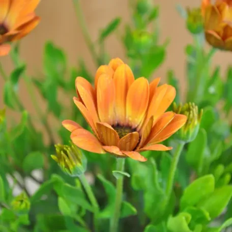 Marguerite du Cap - Osteospermum ecklonis