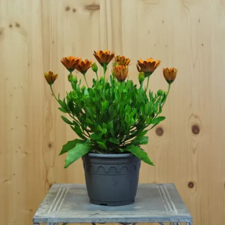 Marguerite du Cap - Osteospermum ecklonis