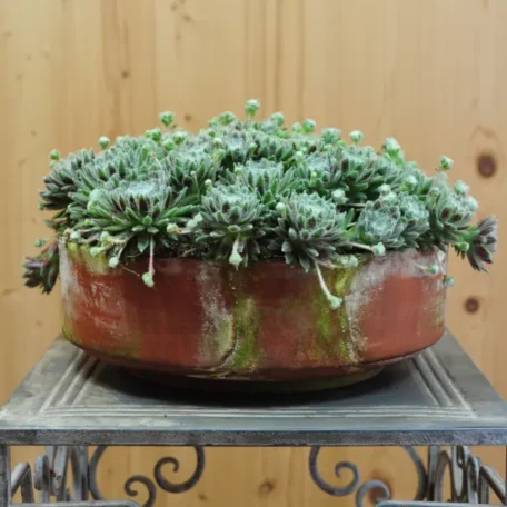 Hauswurz - Sempervivum Hybrida