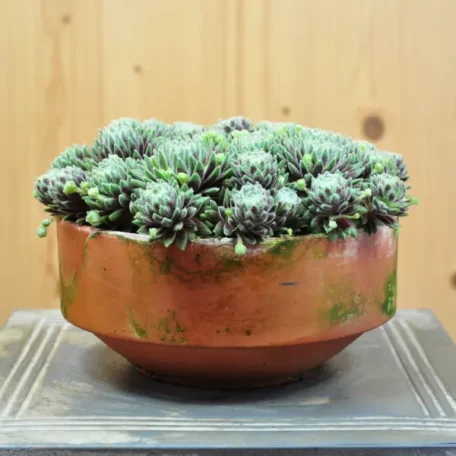 Hauswurz - Sempervivum Hybrida