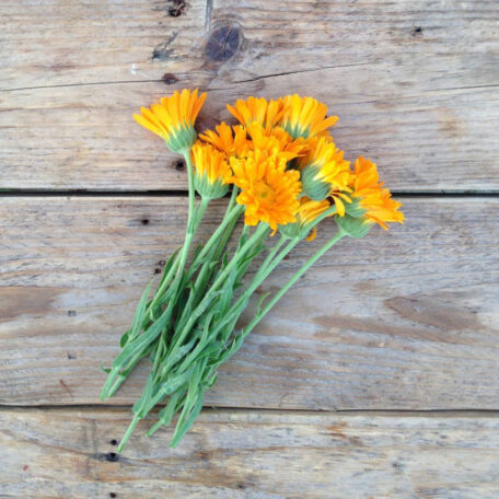 Ringelblumen Samen - Erfurter Orangefarbige