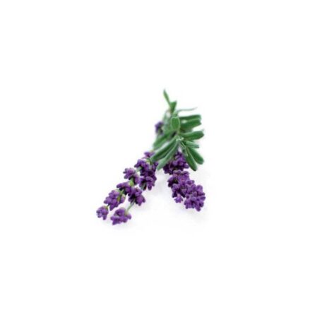 Lavendel Munstead Blau