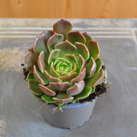 Fettblattrosette - Echeveria