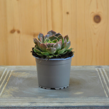 Fettblattrosette - Echeveria