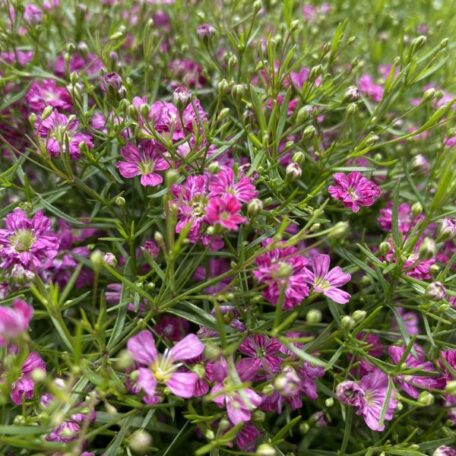 Mauergipskraut - Gypsophila muralis