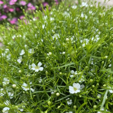Mauergipskraut - Gypsophila muralis