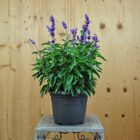 Mehliger Salbei - Salvia farinacea