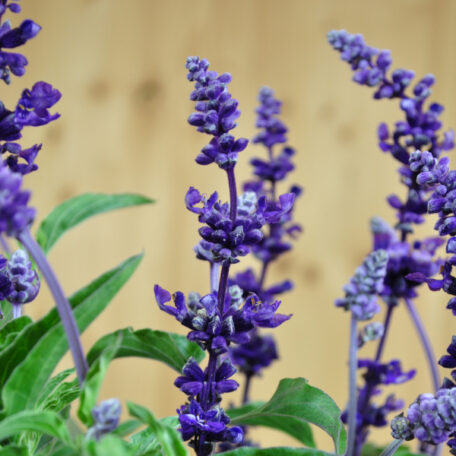 Mehliger Salbei - Salvia farinacea