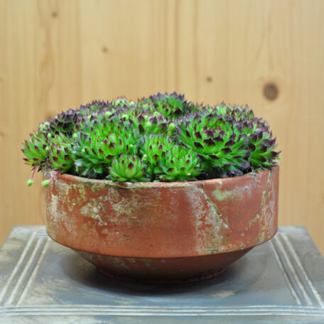 Hauswurz - Sempervivum Hybrida