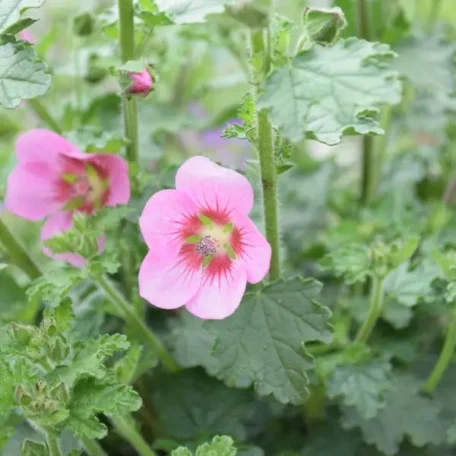Mauve du Cap - Anisodontea capensis