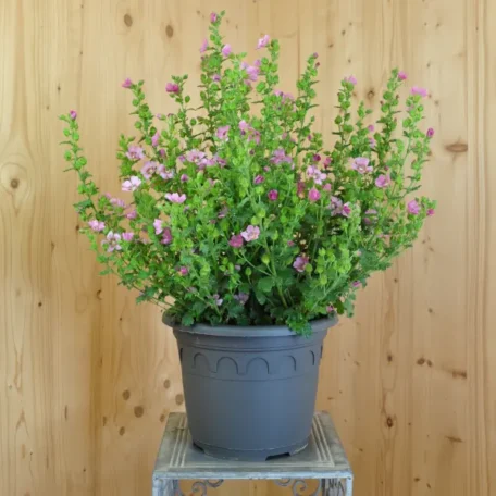 Mauve du Cap - Anisodontea capensis