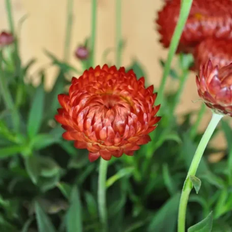 Immortelle des jardins - Bracteatha bractea