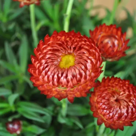 Immortelle des jardins - Bracteatha bractea