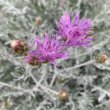 Centaurée blanchâtre - Centaurea dealbata