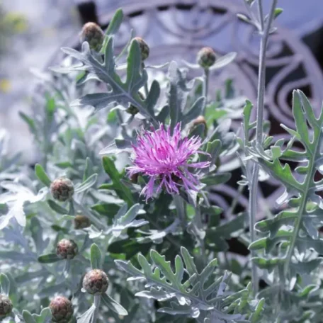 Centaurée blanchâtre - Centaurea dealbata