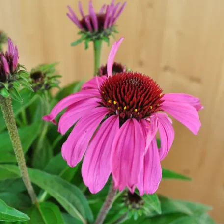 Échinacée pourpre - Echinacea purpurea (copie)