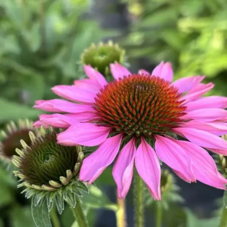 Échinacée pourpre - Echinacea purpurea (copie)