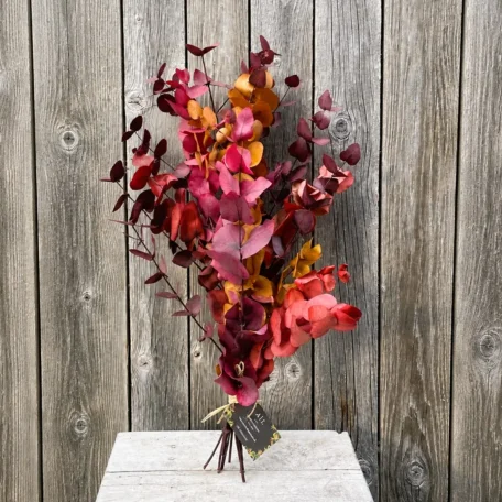 Eucalyptus « Indian Summer » rouge - stabilisé