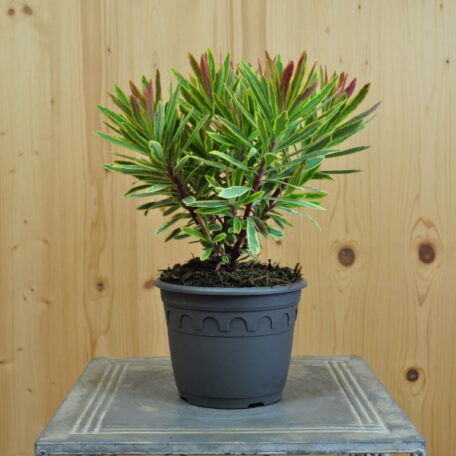 Euphorbe à feuilles d'amande - Euphorbia amygdaloides
