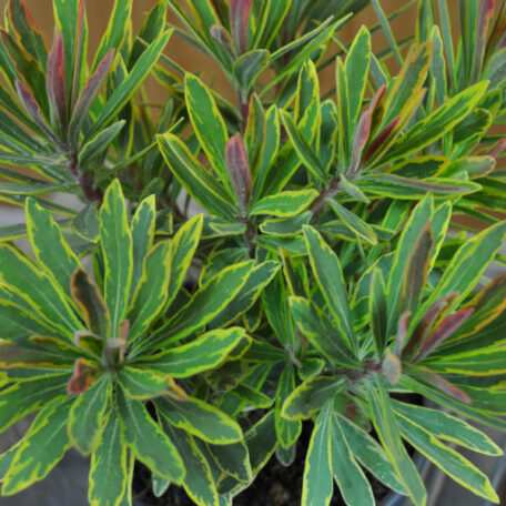 Euphorbe à feuilles d'amande - Euphorbia amygdaloides
