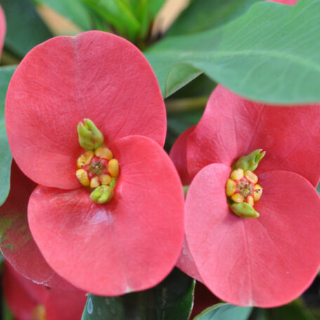 Épine du Christ - Euphorbia milii