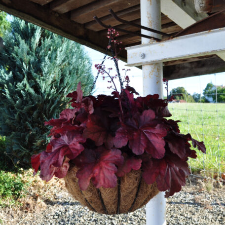 Purpurglöckchen - Ampel Hänge Basket Heuchera