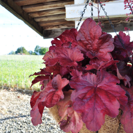 Purpurglöckchen - Ampel Hänge Basket Heuchera