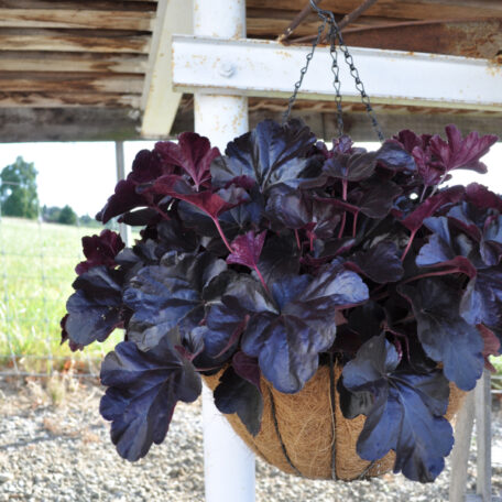 Purpurglöckchen - Ampel Hänge Basket Heuchera
