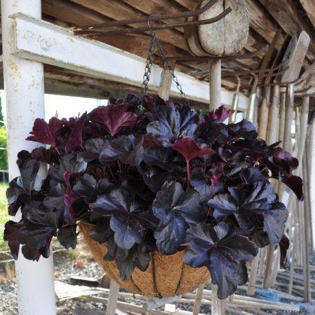 Purpurglöckchen - Ampel Hänge Basket Heuchera