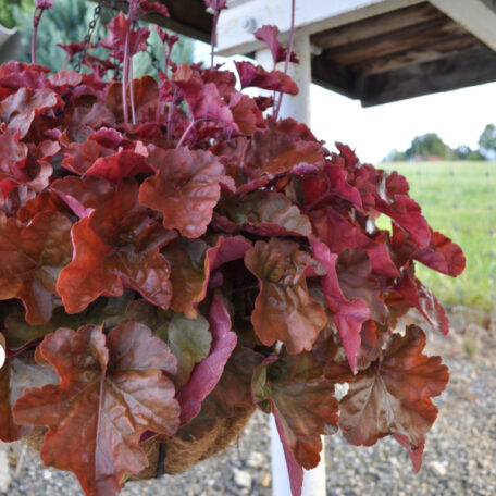 Purpurglöckchen - Ampel Hänge Basket Heuchera