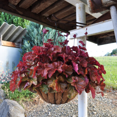 Purpurglöckchen - Ampel Hänge Basket Heuchera