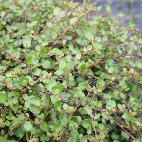 Mühlenbeckie - Muehlenbeckia