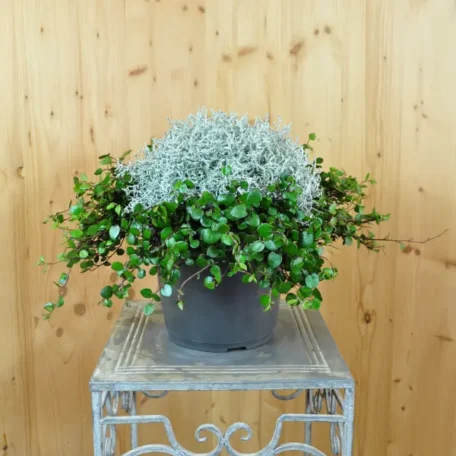 Tête d'argent avec Mühlenbeckia - Calo avec Mühlenbeckia