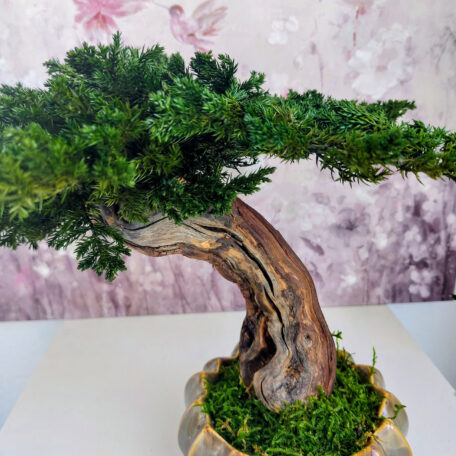 Bonsai stabilisiert
