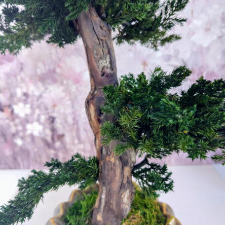 Bonsai stabilisiert