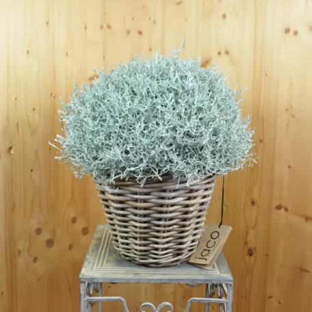 Tête d'argent - Calocephalus brownii