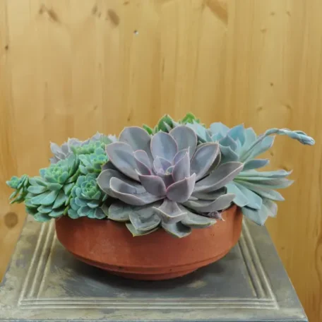 Rosette à feuilles grasses - Echeveria