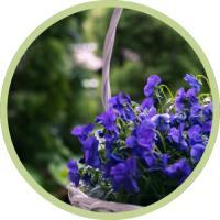 Plantes_saisonnières_Bubble